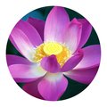 Next Innovations 12" Lotus Magic Dahlia Round Wall Art 101410049-LOTUSMAGIC